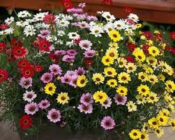 Image result for Helichrysum argyranthum