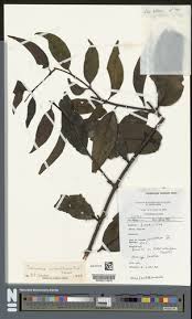 Image result for Tapinanthus constrictiflorus