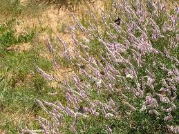 Image result for Hermbstaedtia