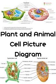 The role and function of the plasma membrane; Plants And Animal Cell Diagram Picture Plant And Animal Cells Animal Cell Science Biology