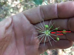 Image result for Maerua aethiopica