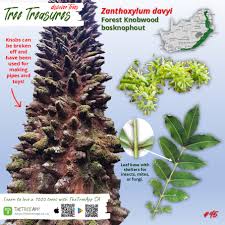 Image result for Zanthoxylum usambarense