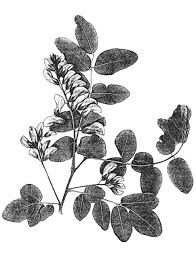 Check spelling or type a new query. Robinia Pseudoacacia Black Locust Trees Of Stanford Environs