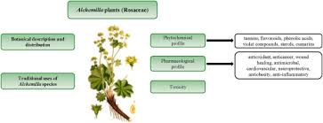 Image result for Alchemilla kiwuensis