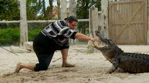 The chinese alligator (alligator sinensis) and the larger american alligator (alligator mississippensis). Watch The Seminole Tribe Perfected Alligator Wrestling The New Yorker Documentary The New Yorker