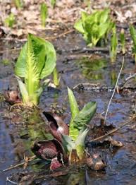 We did not find results for: Skunk Cabbage Symplocarpus Foetidus Wisconsin Horticulture