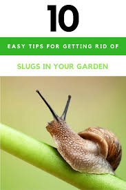 You can throw slugs into a bowl of sudsy water, put salt on them, or just go full psycho and chop them into pieces with a knife or scissors. 10 Natural Ways To Keep Slugs Out Of Your Garden