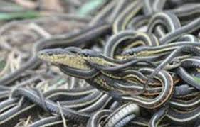 Inilah 2 benda yang ditakuti ular dan bisa bunda coba saat ada ular masuk kedalam rumah. Kekuatan Magis Pengasihan Lalipi Senggama Pelancar Rejeki Sarana Penyembuh Penyakit Cahayamas News