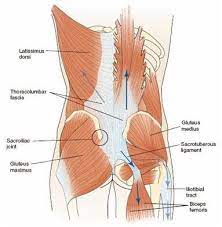 Musculos de la espalda mujer. Fascia Toracolumbar Y Dolor De Espalda Www Medspine Es