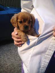 Pin By Jennifer Shaw On Wish List Dog Breeds Medium Puppy Breeds Small Puppy Breeds
