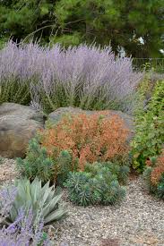 These little flower plants are another unusual, but beautiful pieces. These Drought Tolerant Plants Thrive In Oregon The Pecks Oregonlive Com