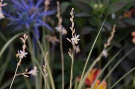 Image result for Chlorophytum lancifolium