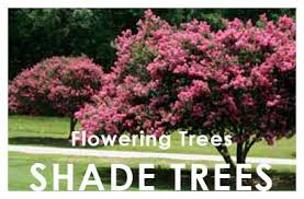 Flowering trees add curb appeal and give an excellent return on investment. Shade Flowering Trees Newman S Nursery