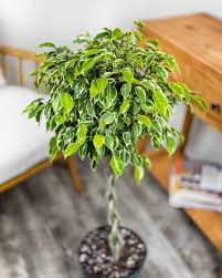 Image result for Ficus