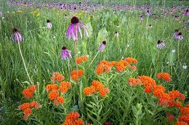 Image result for Asclepias foliosa