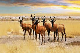 La Foret Et La Savane Angola Envie d'acheter un produit déguisement animaux de la savane pas cher ? la foret et la savane angola