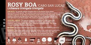 Image result for Loxodera bovonei