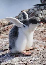 Birds That Look Like Penguins But Can Fly I Have Wings I Know I Can Fly I M Going To Fly I Am I Am Baby Dieren Schattige Dieren Dieren