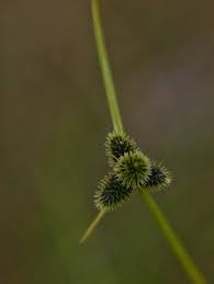 Image result for Lipocarpha