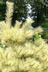 Image result for Hunteria densiflora