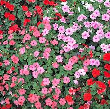 Image result for Impatiens wallerana