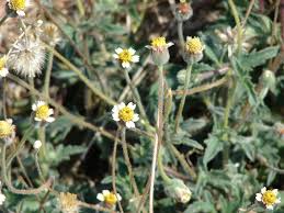 Image result for Tridax procumbens
