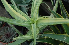 Image result for Aloe arborescens