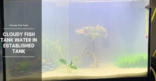 Cloudy Fish Tank Water In Established Tank The Aquarium Adviser