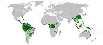 Tropical rainforest are located near the equator. File Rain Forest Location Map Png Wikimedia Commons