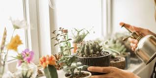 Explore cactus garden located in chandigarh, india. Our Best Cactus Garden Tips Cacti Garden Ideas And Watering