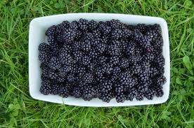 Also den ganzen sermon durch ein feines sieb gießen. Unsere Jagd Nach Fetten Wilden Brombeeren