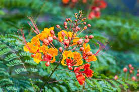 How To Grow And Care For Red Bird Of Paradise Birds Of Paradise Plant Birds Of Paradise Paradise Plant