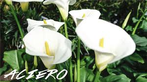 Calla lilies are not true lilies. Calla Lilies After Bloom Care Youtube