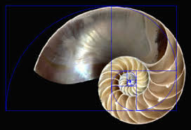 Image result for fibonacci in human body