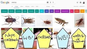 These true water bugs include insects of the infraorder nepomorpha, some of which can grow to almost 5 inches in length. Are Water Bugs The Same As Cockroaches Wnyc News Wnyc