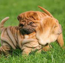 how can you tell if dogs are playing or fighting american kennel club