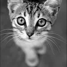 Check spelling or type a new query. Cambridge Cat Clinic Mini Wright Twitter