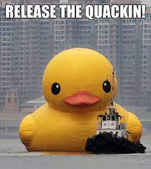 Free Download Giant Rubber Duck Meme Release Of A Giant Rubber 499x561 For Your Desktop Mobile Tablet Explore 50 Giant Rubber Duck Wallpaper Duck Screensavers And Wallpaper Akron Rubber