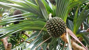 Image result for Pandanus utilis