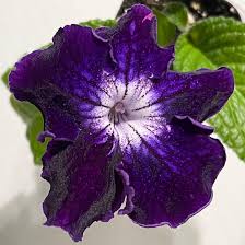 Image result for Streptocarpus sp.nov. aff. S. grandis
