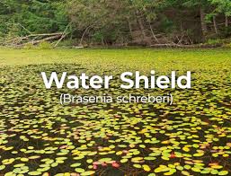 Image result for Brasenia