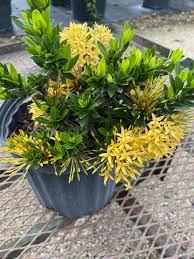 Image result for Ixora nana
