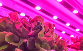 Your car (to make) strange noises. How Long To Keep Grow Lights On Indoor Plants Length Of The Light Dark Cycle