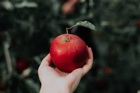 Submitted 6 months ago by dragonslayer8216. The Gorgeous Apple Together In Tuscany And Umbria