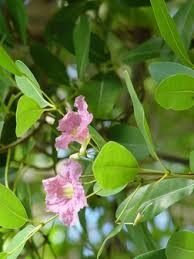 Image result for Tabebuia heterophylla