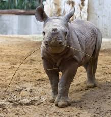 Big Baby Rhino Calf Mala Walks In Her Enclosure At The Zoo In Magdeburg Germany On Feb 14 Mala Is 2 Months Old And We Animals Animal Tracks Animal Pictures