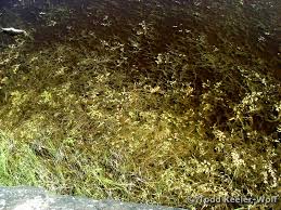 Image result for Stuckenia