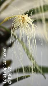 Image result for Bulbophyllum fuscum