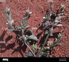 Image result for Asystasia mysorensis