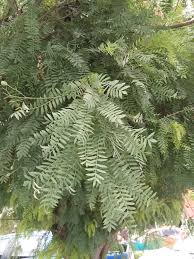 Image result for Acacia kirkii
